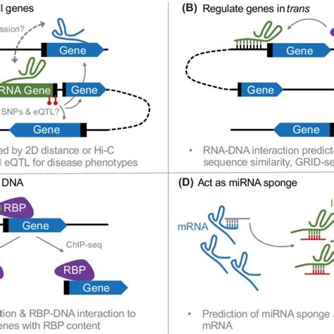 lncrna|lncrna gene regulation.